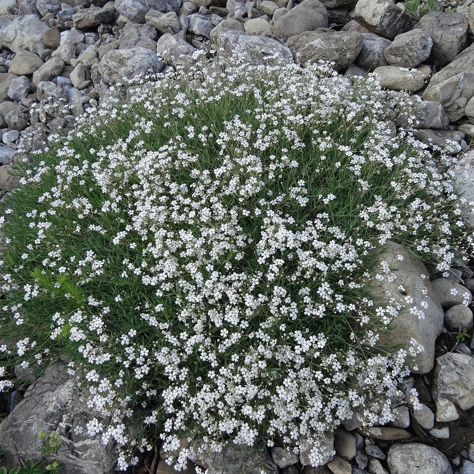 4972  Gypsophila repens  Alba  I  Svenskt namn  :Hängslöja  I  Krukstorlek   : P9  I  Förväntad Höjd  :  15 cm  I  Blomningstid :  juni-juli