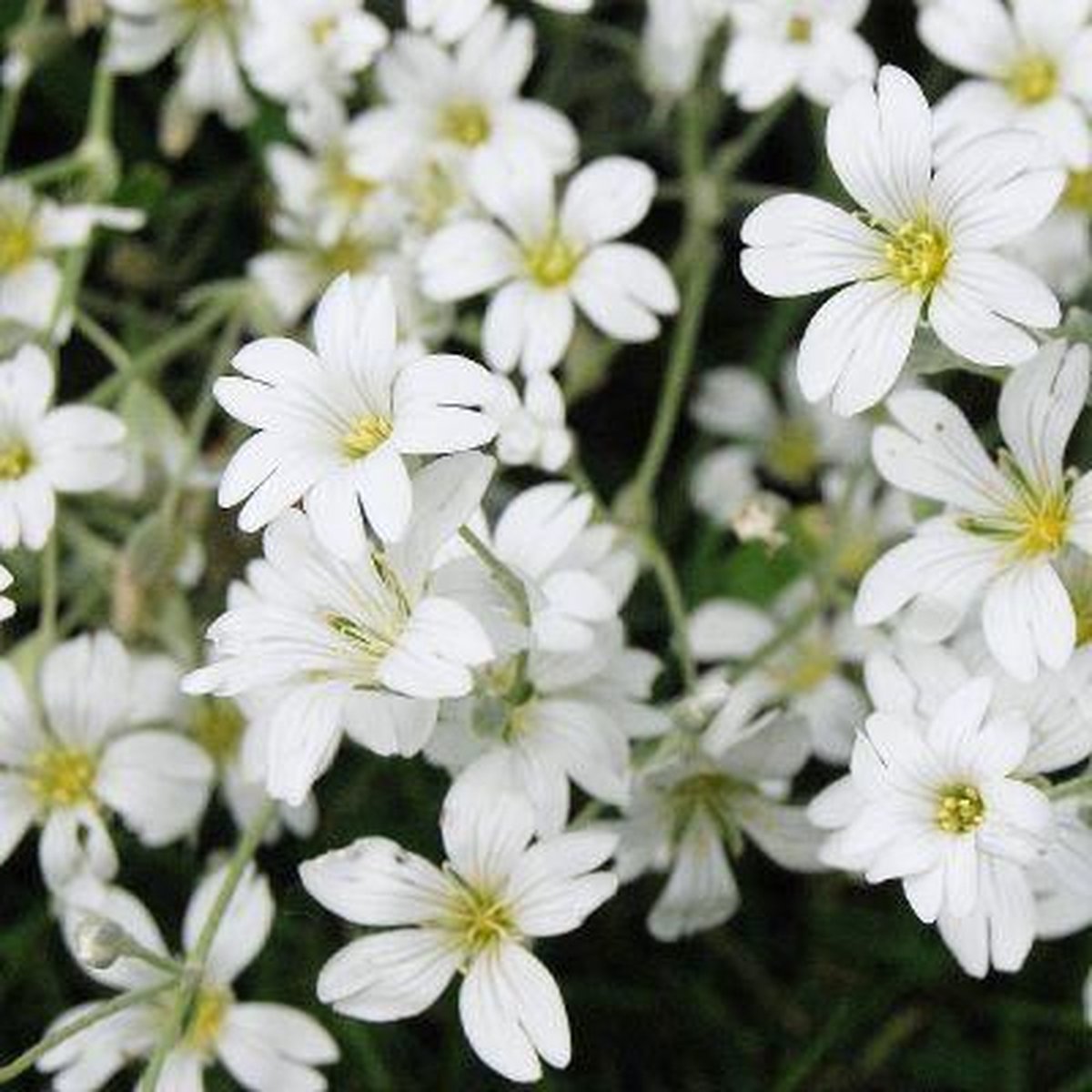 4972  Gypsophila repens  Alba  I  Svenskt namn  :Hängslöja  I  Krukstorlek   : P9  I  Förväntad Höjd  :  15 cm  I  Blomningstid :  juni-juli - 5