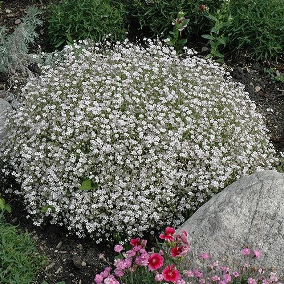 4972  Gypsophila repens  Alba  I  Svenskt namn  :Hängslöja  I  Krukstorlek   : P9  I  Förväntad Höjd  :  15 cm  I  Blomningstid :  juni-juli - 2