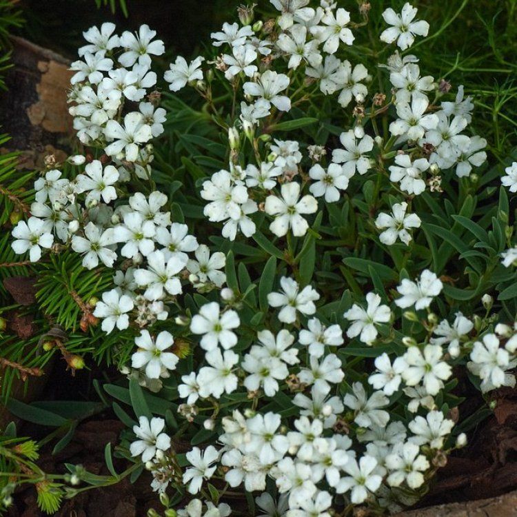 4972  Gypsophila repens  Alba  I  Svenskt namn  :Hängslöja  I  Krukstorlek   : P9  I  Förväntad Höjd  :  15 cm  I  Blomningstid :  juni-juli - 4