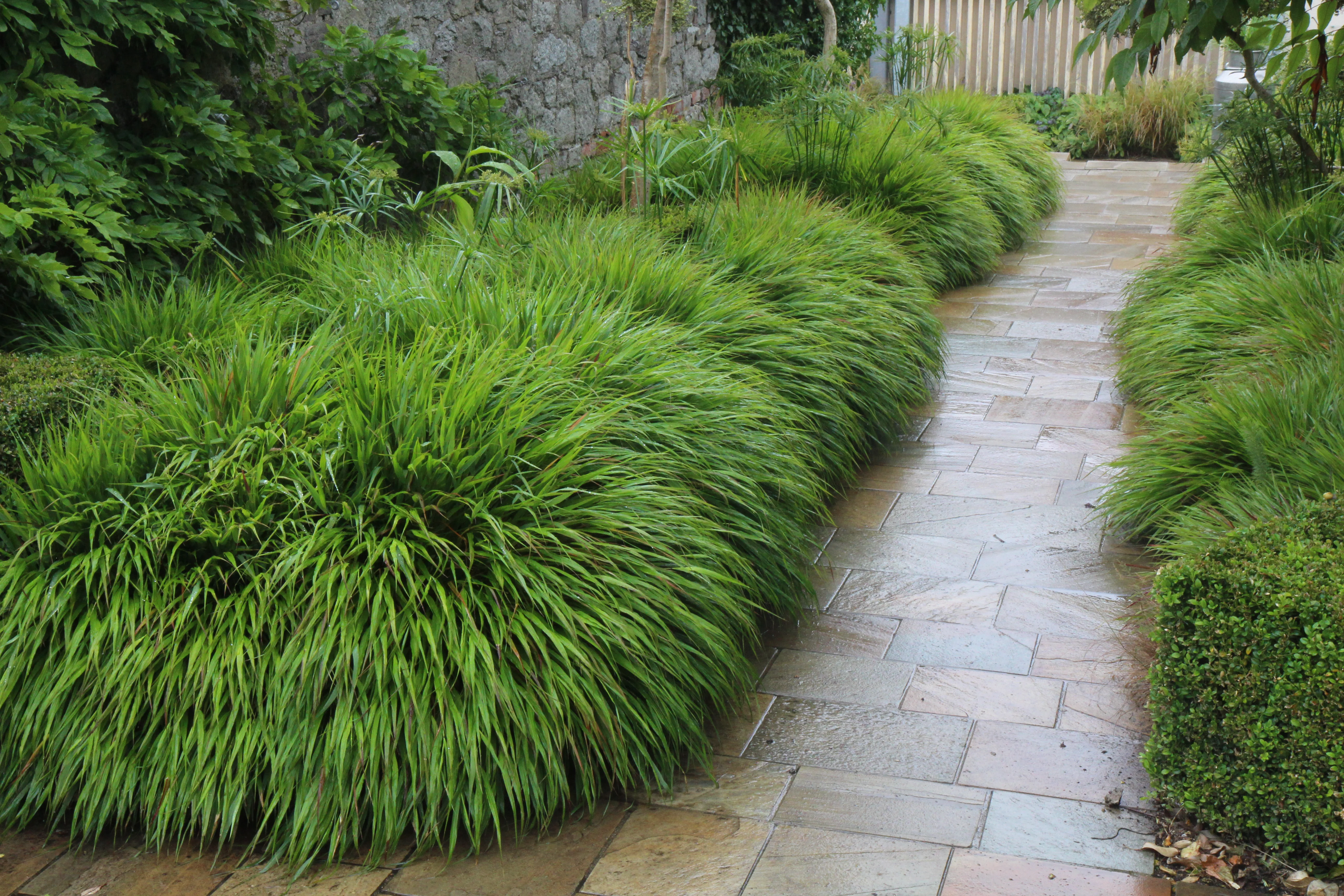 9178  Hakonechloa macra  I  Svenskt namn  :Hakonegräs  I  Krukstorlek   : 11c  I  Förväntad Höjd  :  30 cm  I  Blomningstid :  juli-sept - 3