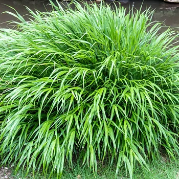 9178  Hakonechloa macra  I  Svenskt namn  :Hakonegräs  I  Krukstorlek   : 11c  I  Förväntad Höjd  :  30 cm  I  Blomningstid :  juli-sept