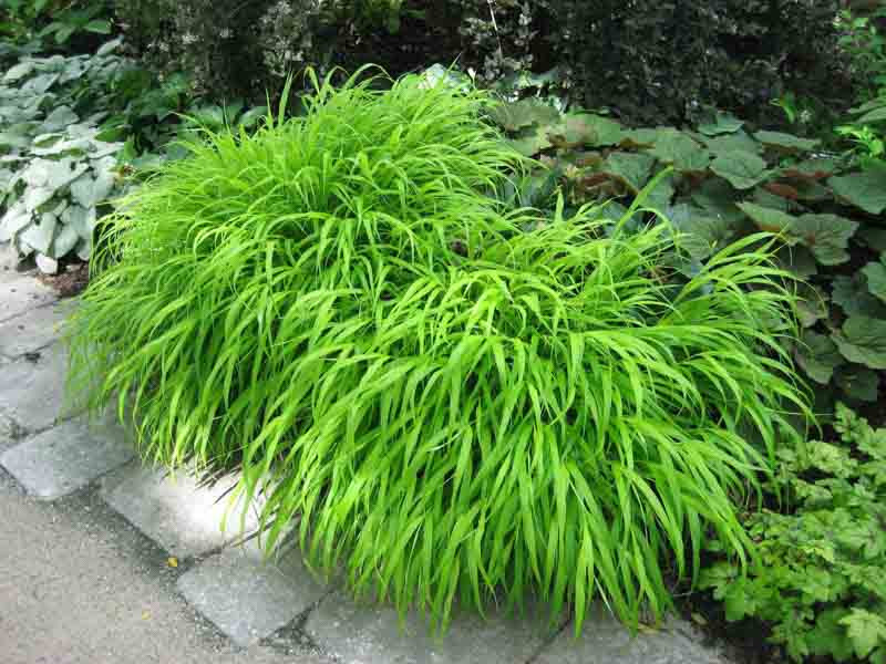 9178  Hakonechloa macra  I  Svenskt namn  :Hakonegräs  I  Krukstorlek   : 11c  I  Förväntad Höjd  :  30 cm  I  Blomningstid :  juli-sept - 2