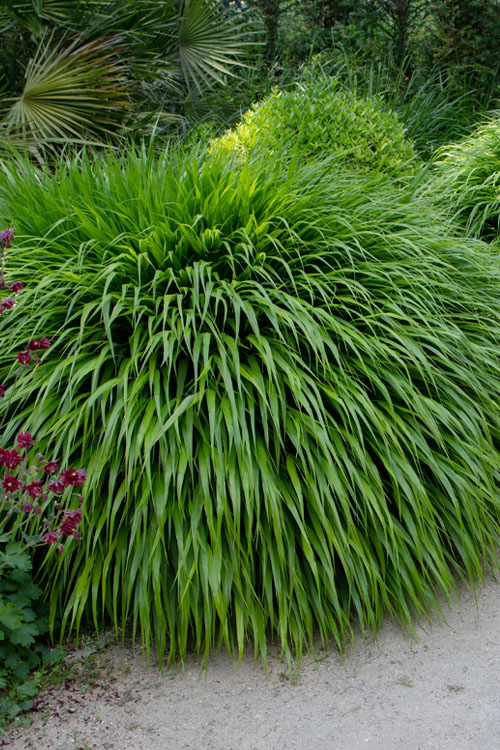 9179  Hakonechloa macra Albostriata  I  Svenskt namn  :Hakonegräs  I  Krukstorlek   : 11c  I  Förväntad Höjd  :  30 cm  I  Blomningstid :  juli-sept - 2