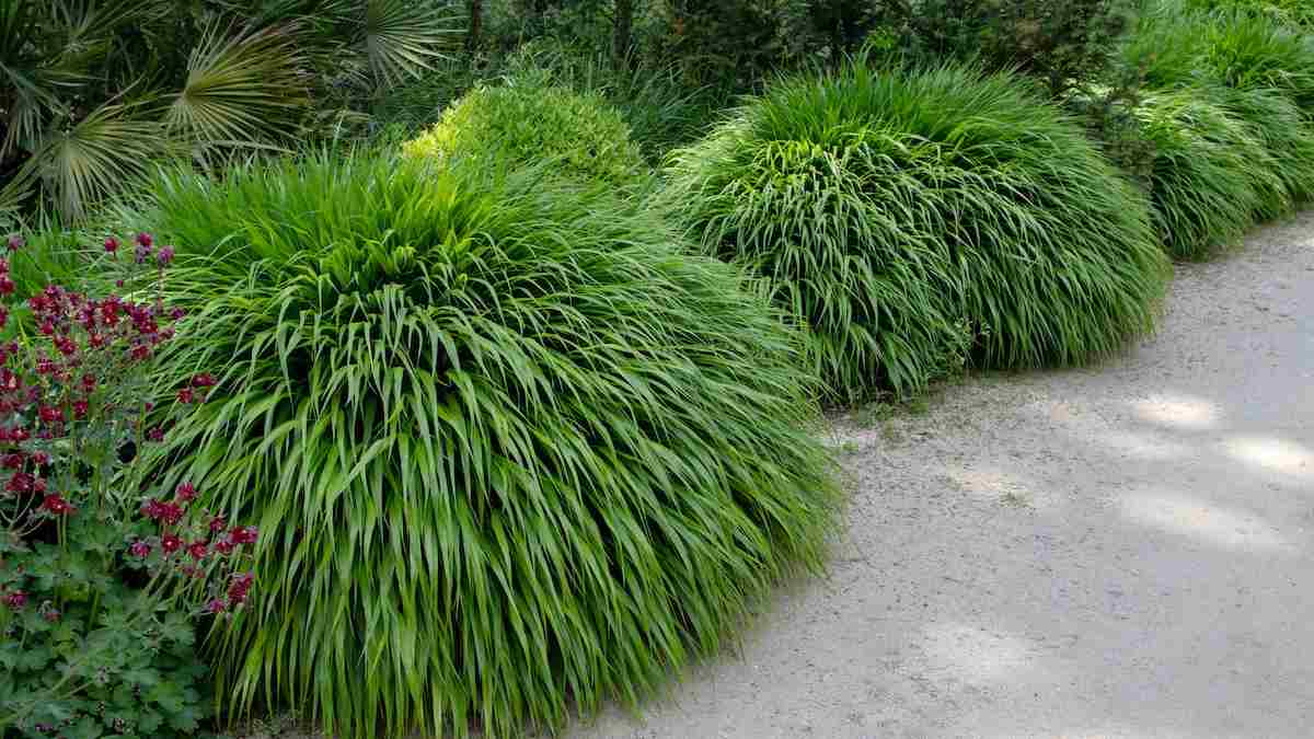 9179  Hakonechloa macra Albostriata  I  Svenskt namn  :Hakonegräs  I  Krukstorlek   : 11c  I  Förväntad Höjd  :  30 cm  I  Blomningstid :  juli-sept - 3