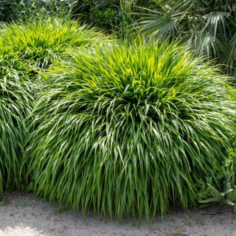 9179  Hakonechloa macra Albostriata  I  Svenskt namn  :Hakonegräs  I  Krukstorlek   : 11c  I  Förväntad Höjd  :  30 cm  I  Blomningstid :  juli-sept