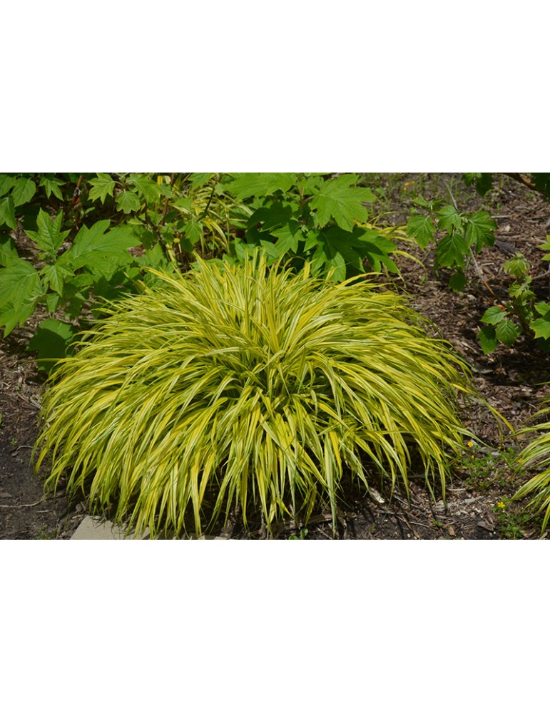9183  Hakonechloa macra Aureola  I  Svenskt namn  :Hakonegräs  I  Krukstorlek   : 11c/P9  I  Förväntad Höjd  :  30 cm  I  Blomningstid :  juli-sept - 3
