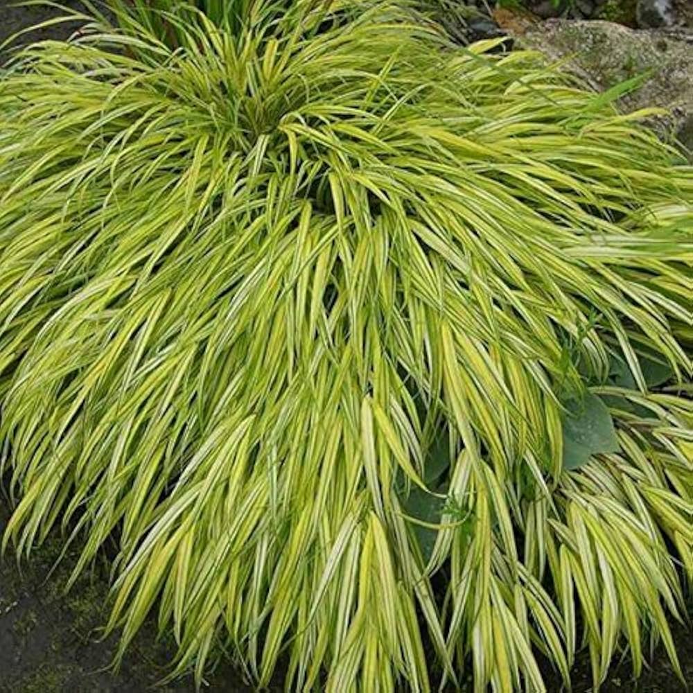 9183  Hakonechloa macra Aureola  I  Svenskt namn  :Hakonegräs  I  Krukstorlek   : 11c/P9  I  Förväntad Höjd  :  30 cm  I  Blomningstid :  juli-sept - 2
