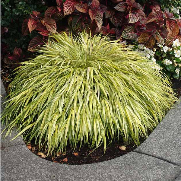 9183  Hakonechloa macra Aureola  I  Svenskt namn  :Hakonegräs  I  Krukstorlek   : 11c/P9  I  Förväntad Höjd  :  30 cm  I  Blomningstid :  juli-sept