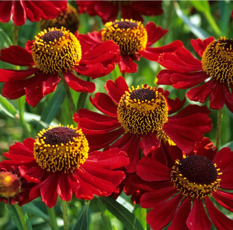 5027  Helenium  Helena Red Shades  I  Svenskt namn  :Solbrud  I  Krukstorlek   : SQ1  I  Förväntad Höjd  :  120 cm  I  Blomningstid :  juli-aug - 3