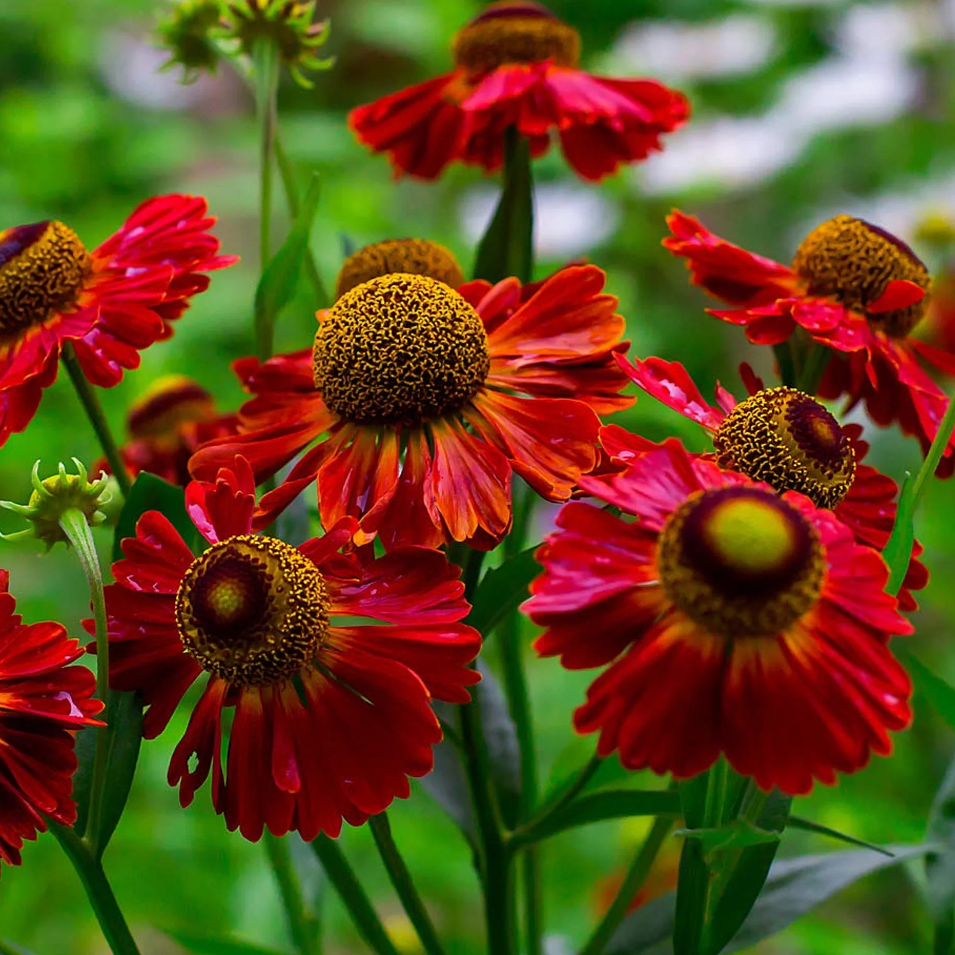 5027  Helenium  Helena Red Shades  I  Svenskt namn  :Solbrud  I  Krukstorlek   : SQ1  I  Förväntad Höjd  :  120 cm  I  Blomningstid :  juli-aug
