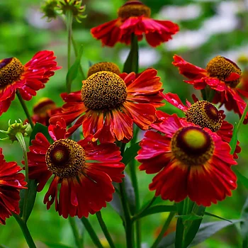 5027  Helenium  Helena Red Shades  I  Svenskt namn  :Solbrud  I  Krukstorlek   : SQ1  I  Förväntad Höjd  :  120 cm  I  Blomningstid :  juli-aug
