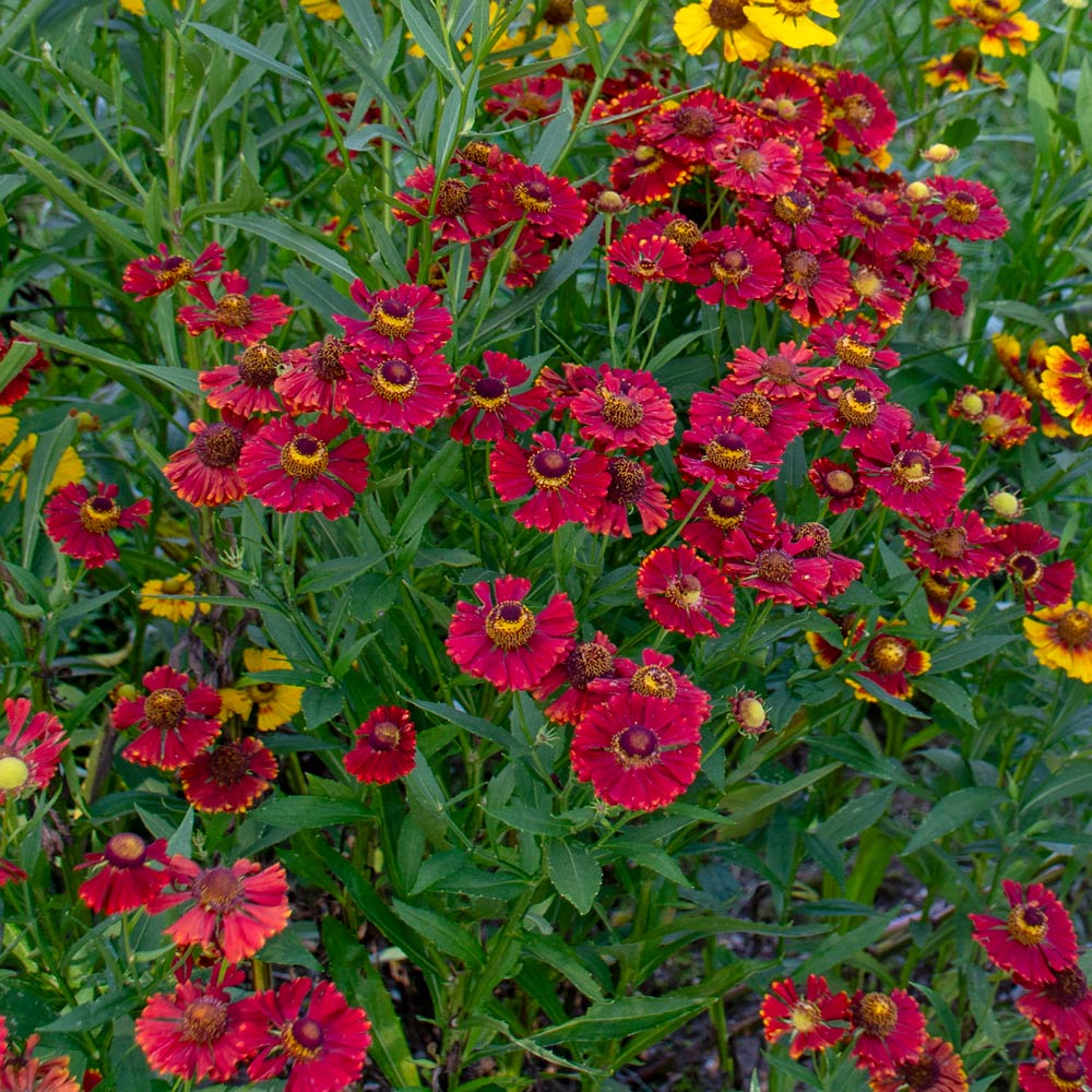 5027  Helenium  Helena Red Shades  I  Svenskt namn  :Solbrud  I  Krukstorlek   : SQ1  I  Förväntad Höjd  :  120 cm  I  Blomningstid :  juli-aug - 2