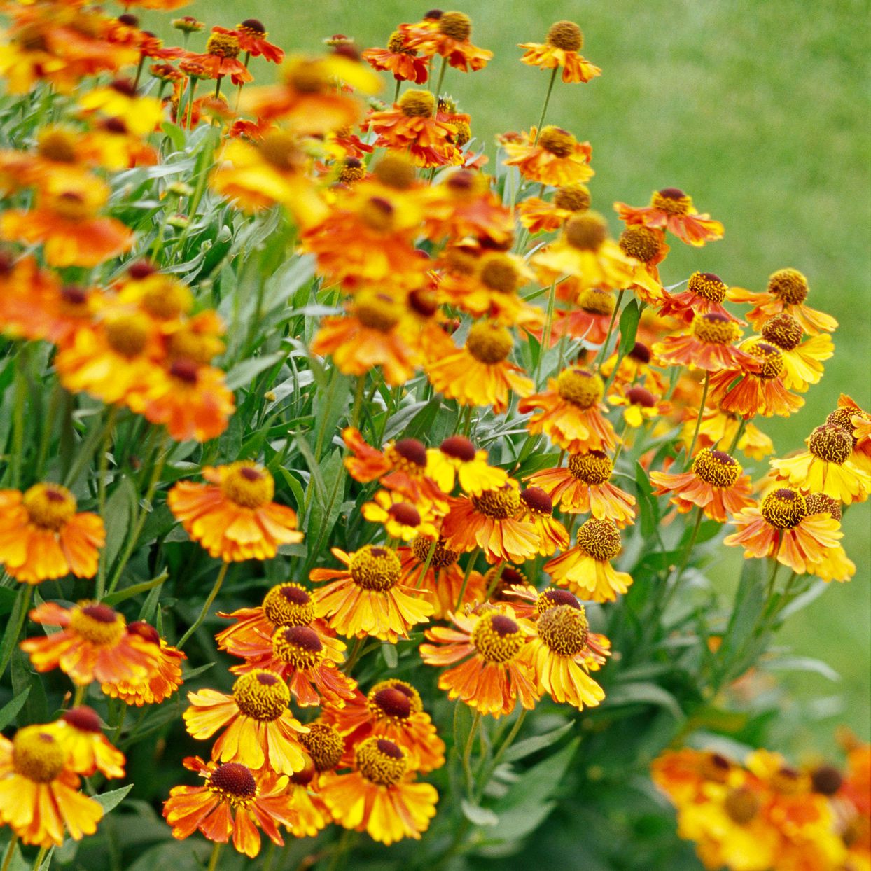 5044  Helenium  Little Orange  I  Svenskt namn  :Solbrud  I  Krukstorlek   : SQ1  I  Förväntad Höjd  :  50 cm  I  Blomningstid :  juli-sept