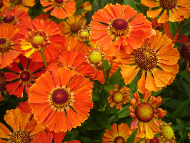 5044  Helenium  Little Orange  I  Svenskt namn  :Solbrud  I  Krukstorlek   : SQ1  I  Förväntad Höjd  :  50 cm  I  Blomningstid :  juli-sept - 3