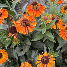 5044  Helenium  Little Orange  I  Svenskt namn  :Solbrud  I  Krukstorlek   : SQ1  I  Förväntad Höjd  :  50 cm  I  Blomningstid :  juli-sept - 2