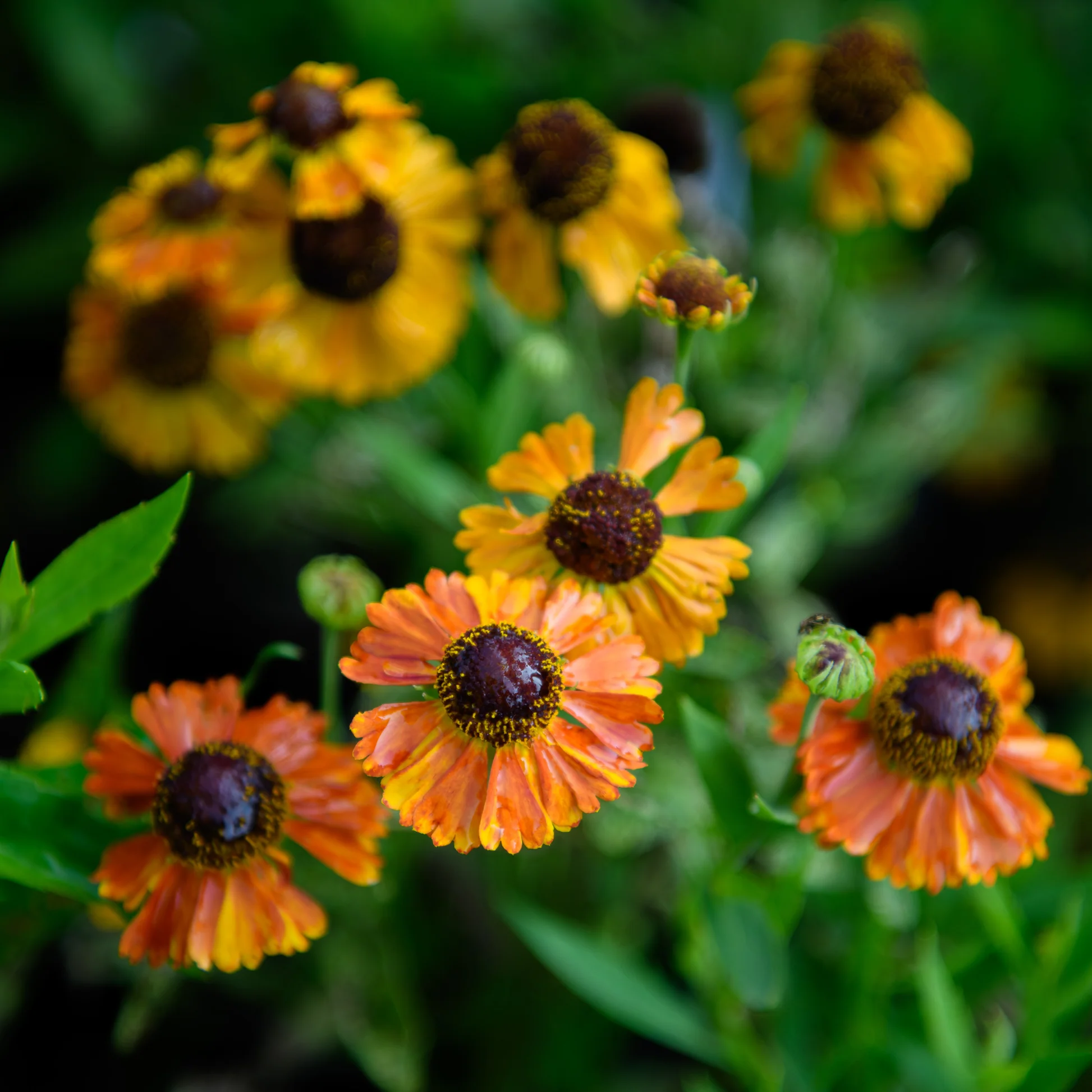 5028  Helenium  Mardi Gras  I  Svenskt namn  :Solbrud  I  Krukstorlek   : SQ1  I  Förväntad Höjd  :  70 cm  I  Blomningstid :  juli-sept