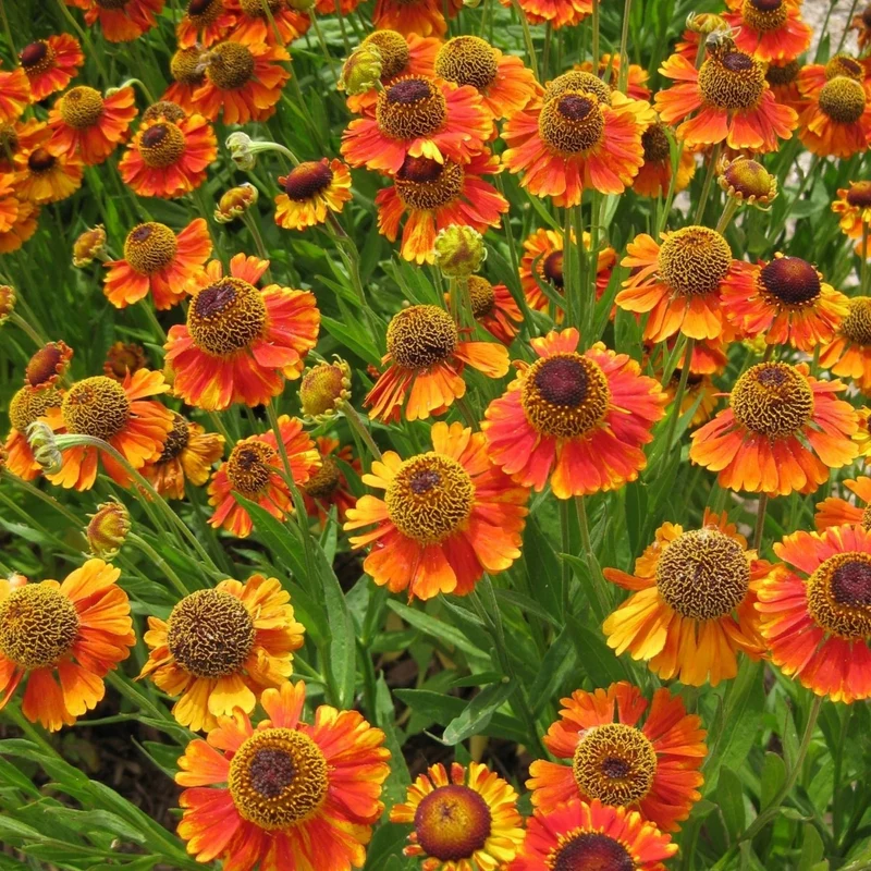 5028  Helenium  Mardi Gras  I  Svenskt namn  :Solbrud  I  Krukstorlek   : SQ1  I  Förväntad Höjd  :  70 cm  I  Blomningstid :  juli-sept - 4