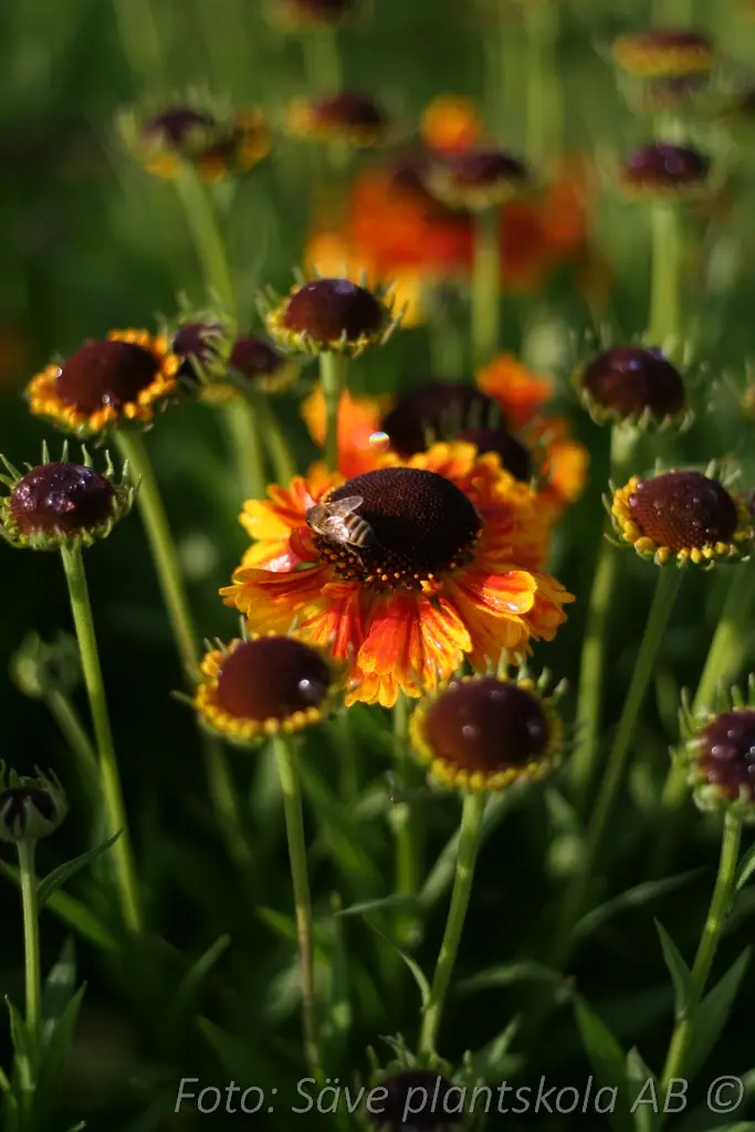 5028  Helenium  Mardi Gras  I  Svenskt namn  :Solbrud  I  Krukstorlek   : SQ1  I  Förväntad Höjd  :  70 cm  I  Blomningstid :  juli-sept - 2