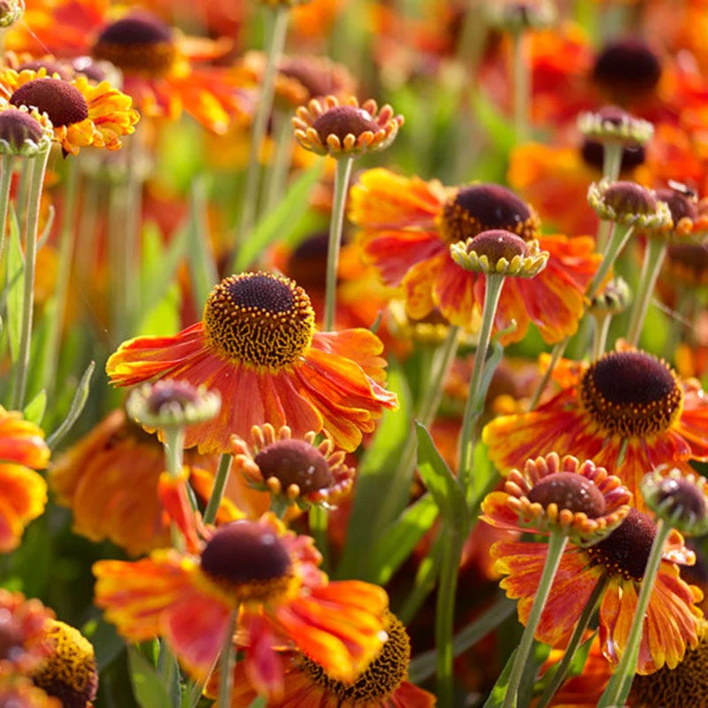 5028  Helenium  Mardi Gras  I  Svenskt namn  :Solbrud  I  Krukstorlek   : SQ1  I  Förväntad Höjd  :  70 cm  I  Blomningstid :  juli-sept - 3