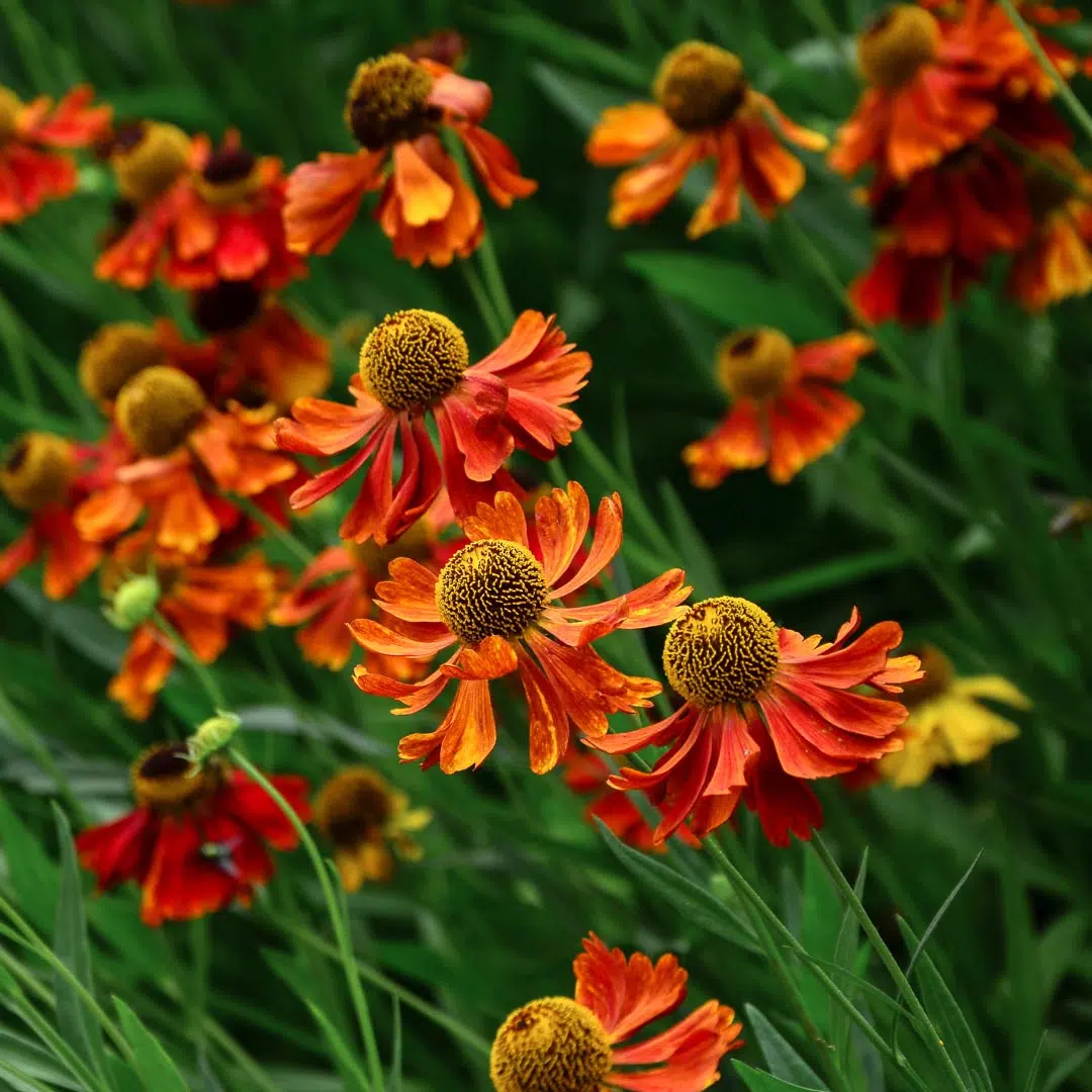 5015  Helenium  Moerheim Beauty  I  Svenskt namn  :Solbrud  I  Krukstorlek   : SQ1  I  Förväntad Höjd  :  90 cm  I  Blomningstid :  juli-aug