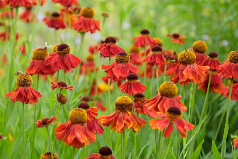 5015  Helenium  Moerheim Beauty  I  Svenskt namn  :Solbrud  I  Krukstorlek   : SQ1  I  Förväntad Höjd  :  90 cm  I  Blomningstid :  juli-aug - 3