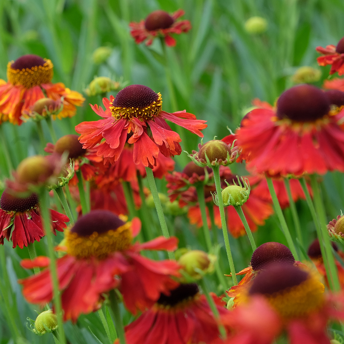 5015  Helenium  Moerheim Beauty  I  Svenskt namn  :Solbrud  I  Krukstorlek   : SQ1  I  Förväntad Höjd  :  90 cm  I  Blomningstid :  juli-aug - 2