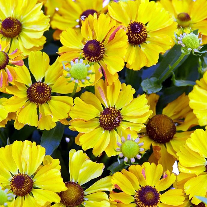 5043  Helenium  Okra Sundae (PBR)  I  Svenskt namn  :Solbrud  I  Krukstorlek   : SQ1  I  Förväntad Höjd  :  80 cm  I  Blomningstid :  juli-sept