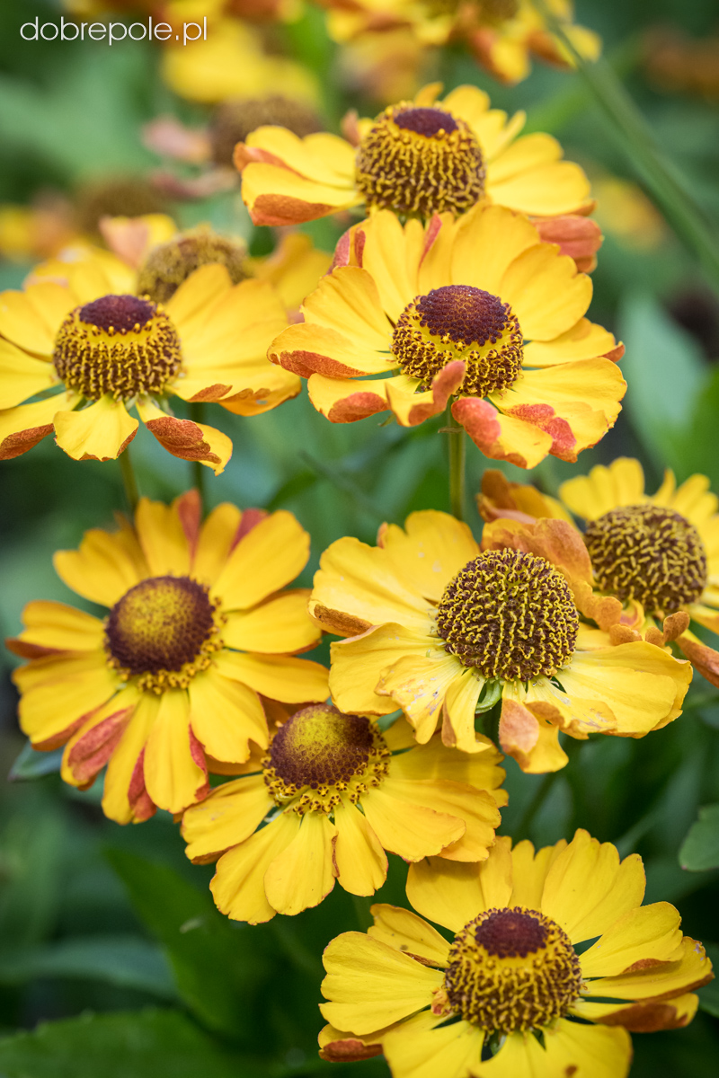 5043  Helenium  Okra Sundae (PBR)  I  Svenskt namn  :Solbrud  I  Krukstorlek   : SQ1  I  Förväntad Höjd  :  80 cm  I  Blomningstid :  juli-sept - 3