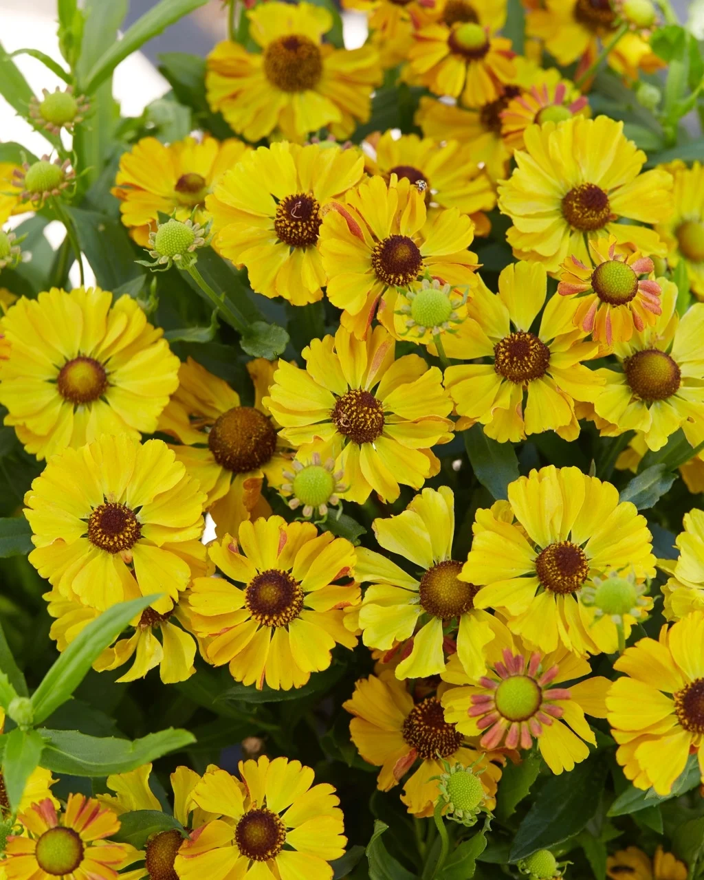 5043  Helenium  Okra Sundae (PBR)  I  Svenskt namn  :Solbrud  I  Krukstorlek   : SQ1  I  Förväntad Höjd  :  80 cm  I  Blomningstid :  juli-sept - 2