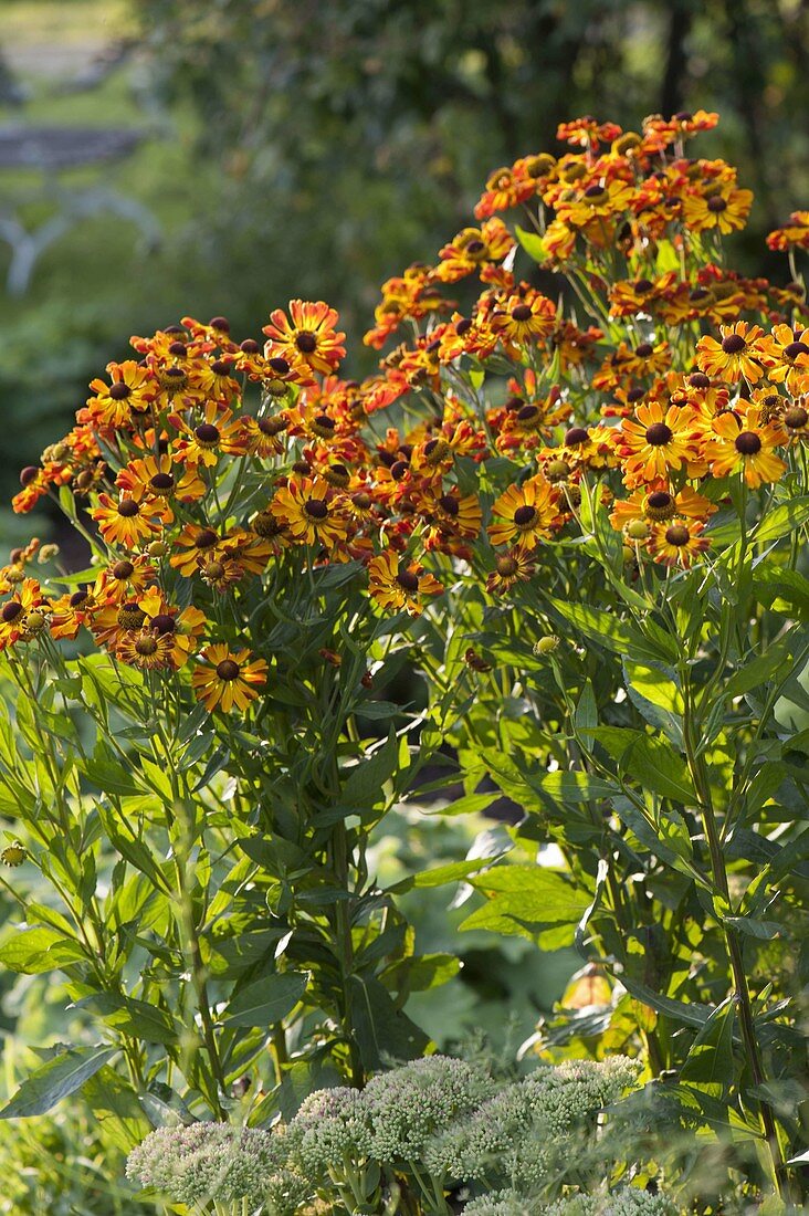 5030  Helenium  Rauchtopas  I  Svenskt namn  :Solbrud  I  Krukstorlek   : SQ1  I  Förväntad Höjd  :  100 cm  I  Blomningstid :  juli-sept - 2