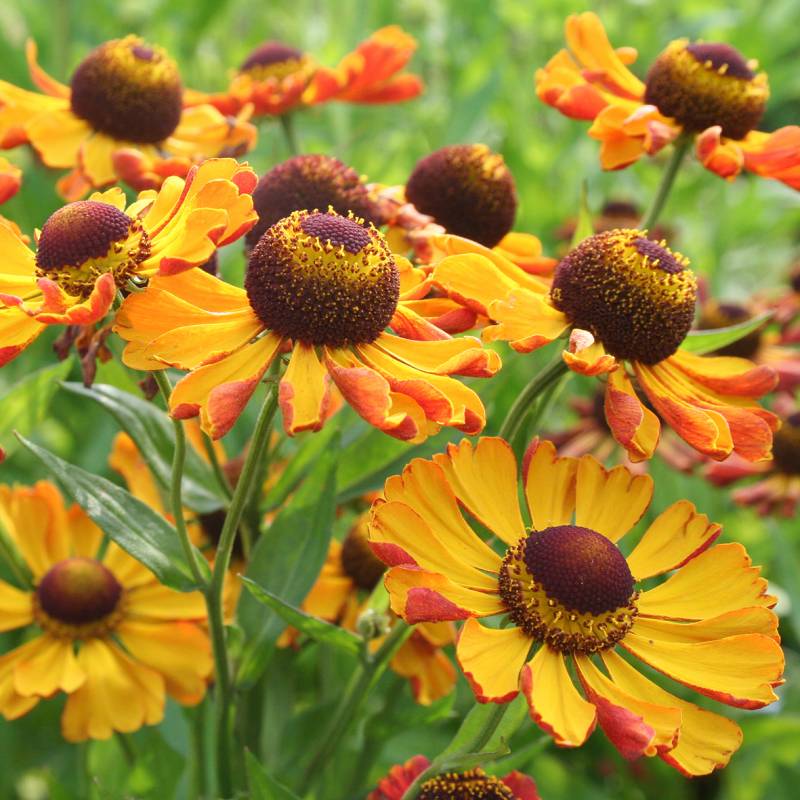 5030  Helenium  Rauchtopas  I  Svenskt namn  :Solbrud  I  Krukstorlek   : SQ1  I  Förväntad Höjd  :  100 cm  I  Blomningstid :  juli-sept