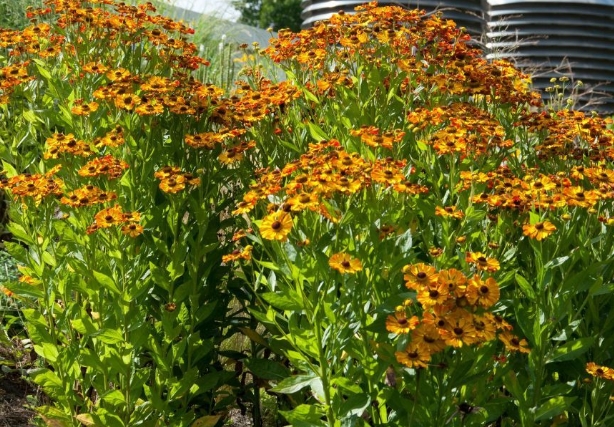 5030  Helenium  Rauchtopas  I  Svenskt namn  :Solbrud  I  Krukstorlek   : SQ1  I  Förväntad Höjd  :  100 cm  I  Blomningstid :  juli-sept - 3