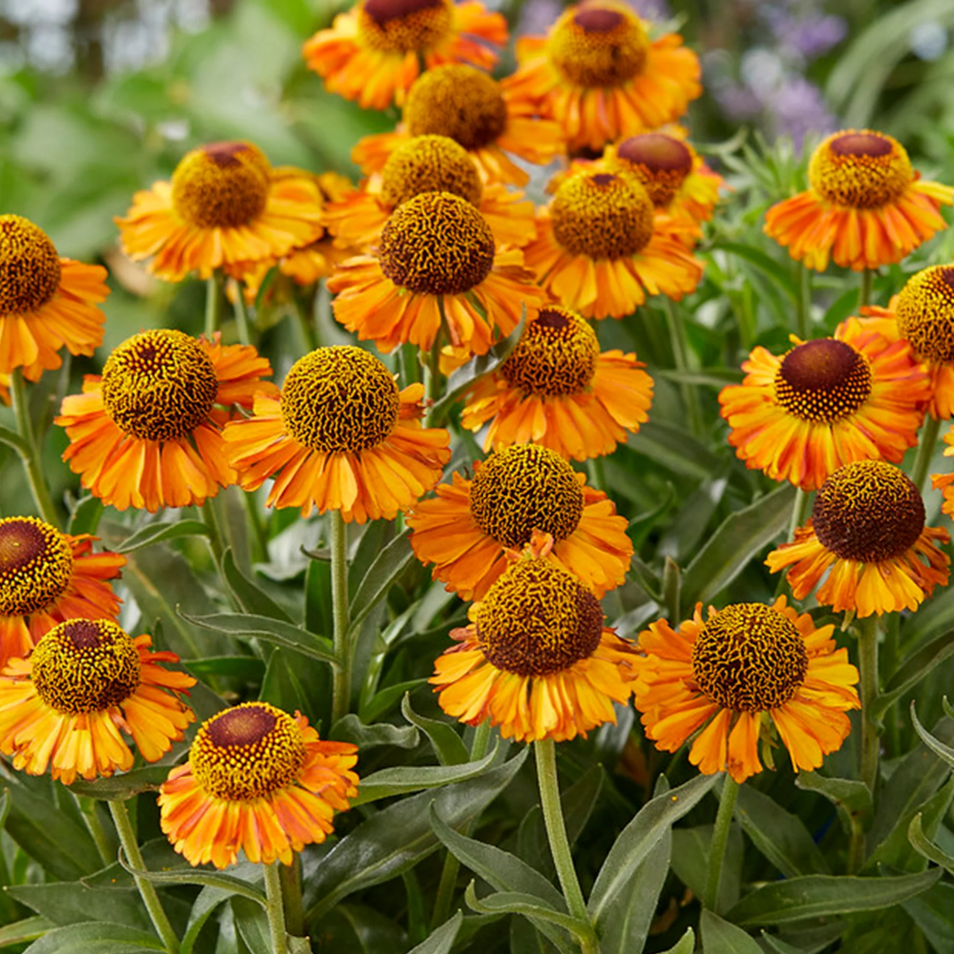 5032  Helenium  Short  n Sassy (PBR)  I  Svenskt namn  :Solbrud  I  Krukstorlek   : SQ1  I  Förväntad Höjd  :  50 cm  I  Blomningstid :  juni-aug - 2