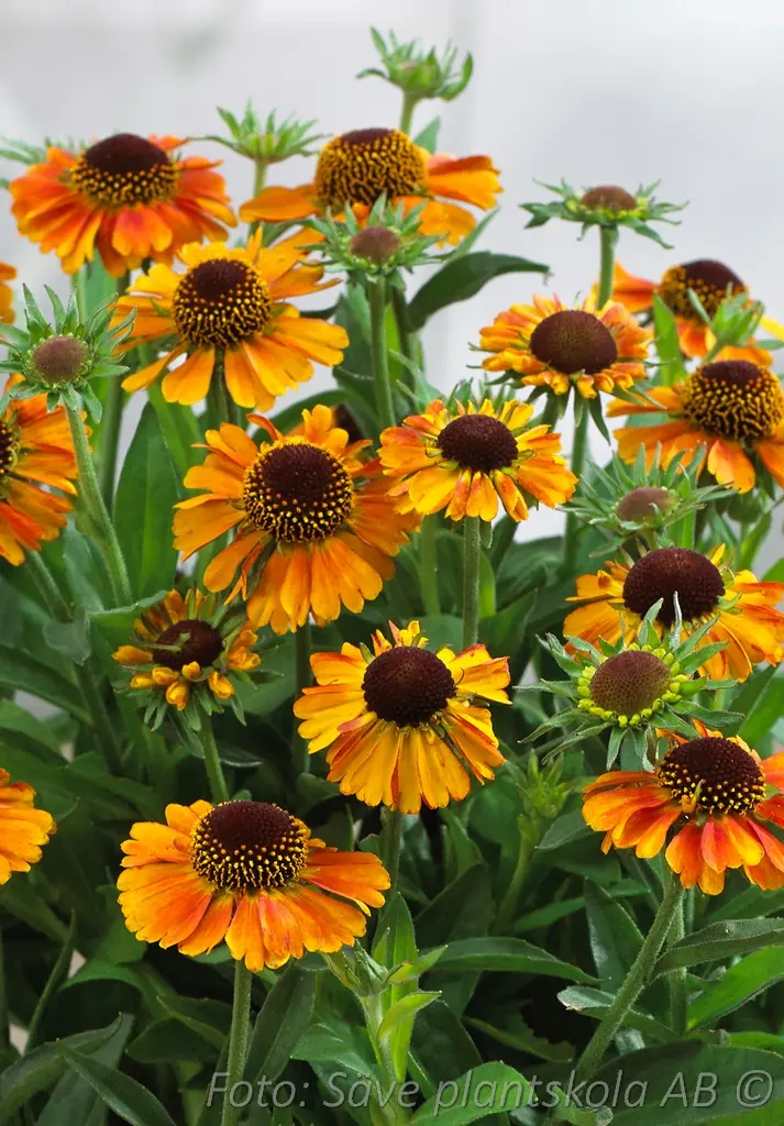 5032  Helenium  Short  n Sassy (PBR)  I  Svenskt namn  :Solbrud  I  Krukstorlek   : SQ1  I  Förväntad Höjd  :  50 cm  I  Blomningstid :  juni-aug - 3