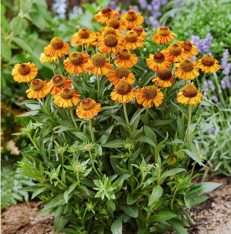 5032  Helenium  Short  n Sassy (PBR)  I  Svenskt namn  :Solbrud  I  Krukstorlek   : SQ1  I  Förväntad Höjd  :  50 cm  I  Blomningstid :  juni-aug