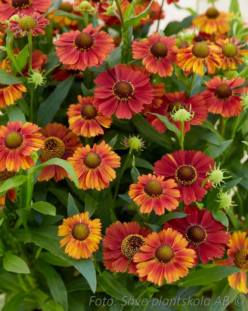 5041  Helenium  Strawberry Sundae  I  Svenskt namn  :Solbrud  I  Krukstorlek   : SQ1  I  Förväntad Höjd  :  50 cm  I  Blomningstid :  juli-sept - 2