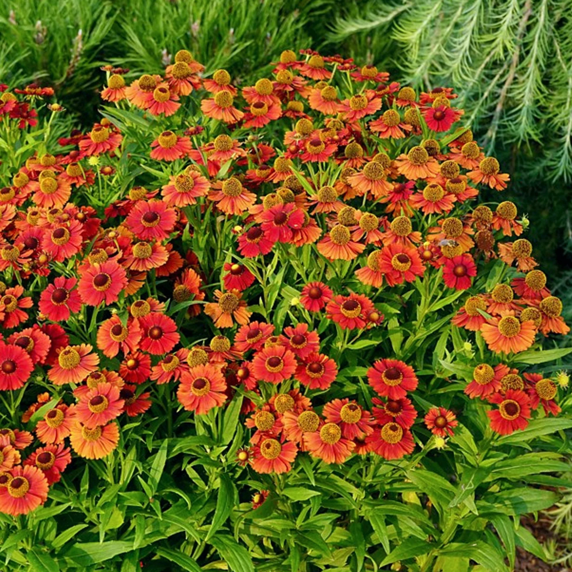5041  Helenium  Strawberry Sundae  I  Svenskt namn  :Solbrud  I  Krukstorlek   : SQ1  I  Förväntad Höjd  :  50 cm  I  Blomningstid :  juli-sept - 3