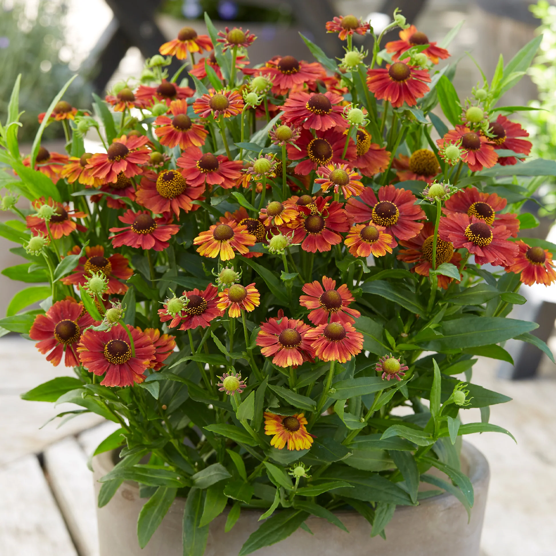 5041  Helenium  Strawberry Sundae  I  Svenskt namn  :Solbrud  I  Krukstorlek   : SQ1  I  Förväntad Höjd  :  50 cm  I  Blomningstid :  juli-sept