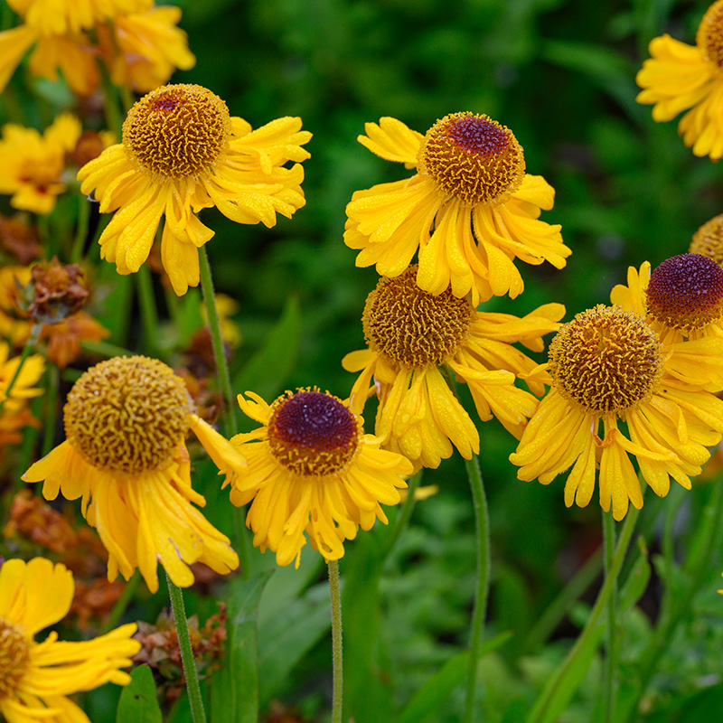 5005  Helenium bigelowii  The Bishop  I  Svenskt namn  :Solbrud  I  Krukstorlek   : SQ1  I  Förväntad Höjd  :  70 cm  I  Blomningstid :  juli-aug