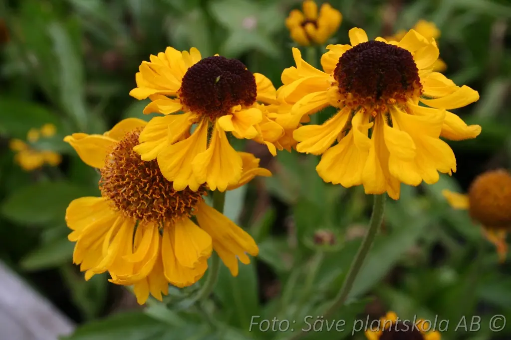 5005  Helenium bigelowii  The Bishop  I  Svenskt namn  :Solbrud  I  Krukstorlek   : SQ1  I  Förväntad Höjd  :  70 cm  I  Blomningstid :  juli-aug - 3