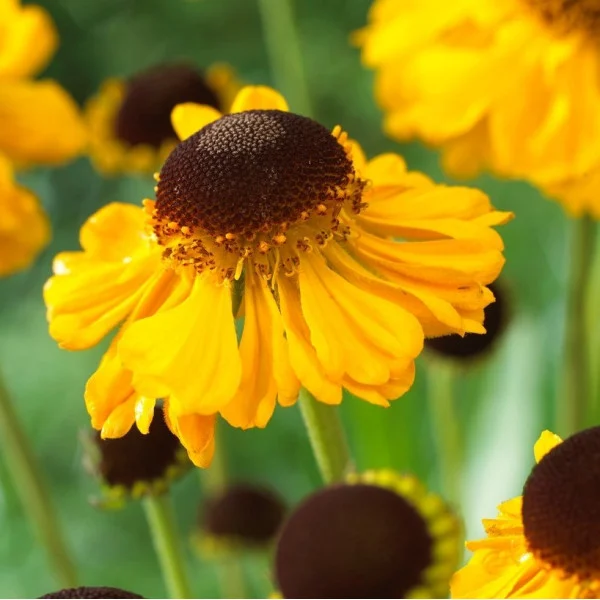5005  Helenium bigelowii  The Bishop  I  Svenskt namn  :Solbrud  I  Krukstorlek   : SQ1  I  Förväntad Höjd  :  70 cm  I  Blomningstid :  juli-aug - 2