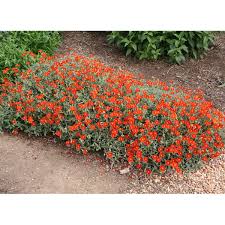 5076  Helianthemum   Fire Dragon  I  Svenskt namn  :Solvända  I  Krukstorlek   : 11c  I  Förväntad Höjd  :  15 cm  I  Blomningstid :  juni-juli - 3