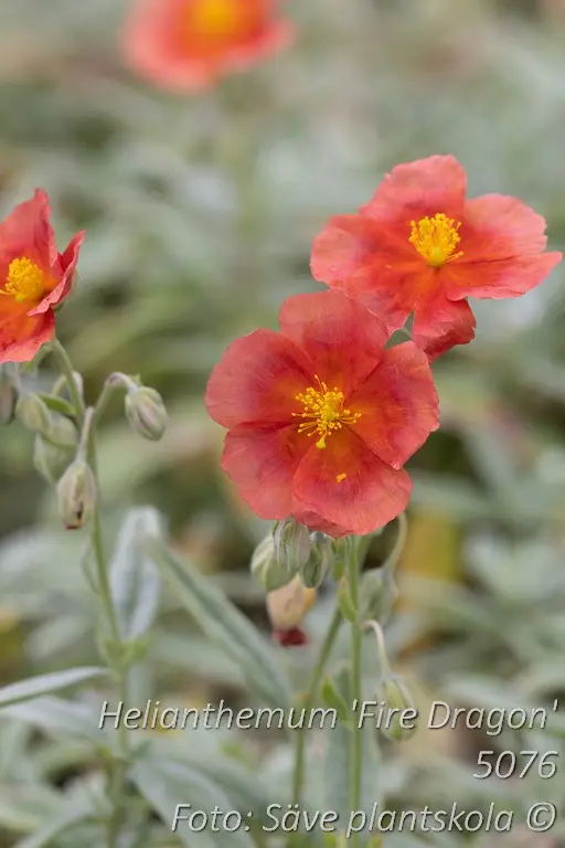 5076  Helianthemum   Fire Dragon  I  Svenskt namn  :Solvända  I  Krukstorlek   : 11c  I  Förväntad Höjd  :  15 cm  I  Blomningstid :  juni-juli - 2
