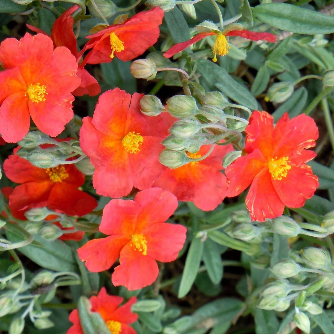 5076  Helianthemum   Fire Dragon  I  Svenskt namn  :Solvända  I  Krukstorlek   : 11c  I  Förväntad Höjd  :  15 cm  I  Blomningstid :  juni-juli