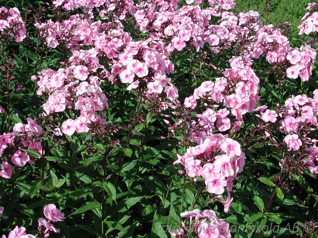 5075  Helianthemum   Lawrensons Pink  I  Svenskt namn  :Solvända  I  Krukstorlek   : 11c  I  Förväntad Höjd  :  15 cm  I  Blomningstid :  juni-juli - 4