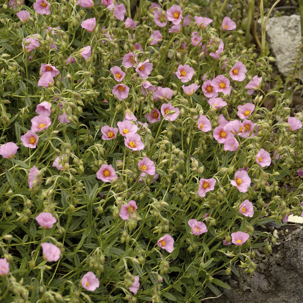 5075  Helianthemum   Lawrensons Pink  I  Svenskt namn  :Solvända  I  Krukstorlek   : 11c  I  Förväntad Höjd  :  15 cm  I  Blomningstid :  juni-juli