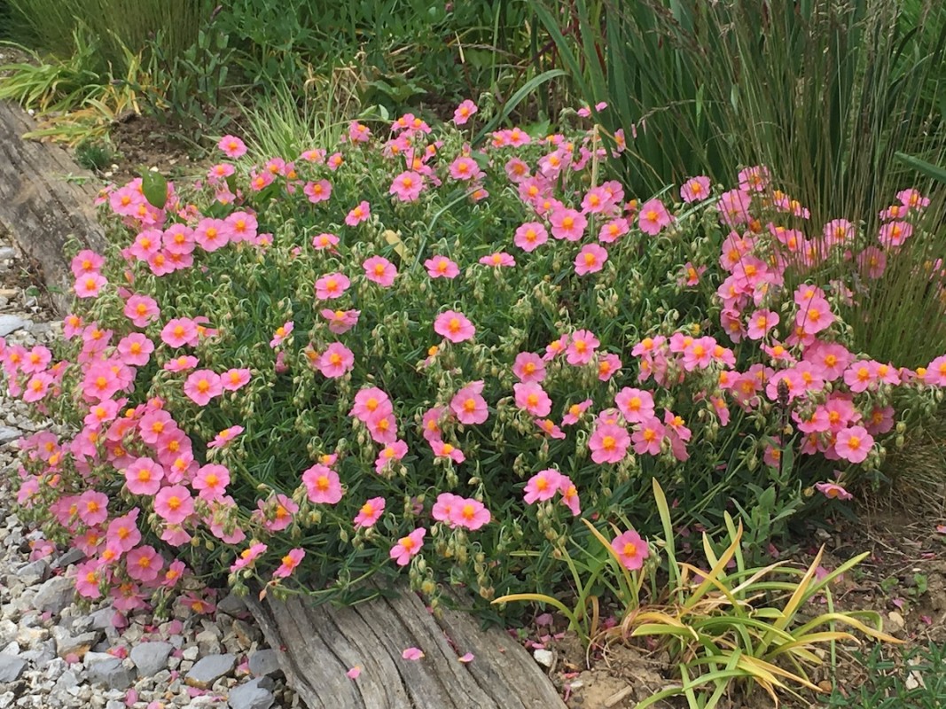 5075  Helianthemum   Lawrensons Pink  I  Svenskt namn  :Solvända  I  Krukstorlek   : 11c  I  Förväntad Höjd  :  15 cm  I  Blomningstid :  juni-juli - 2
