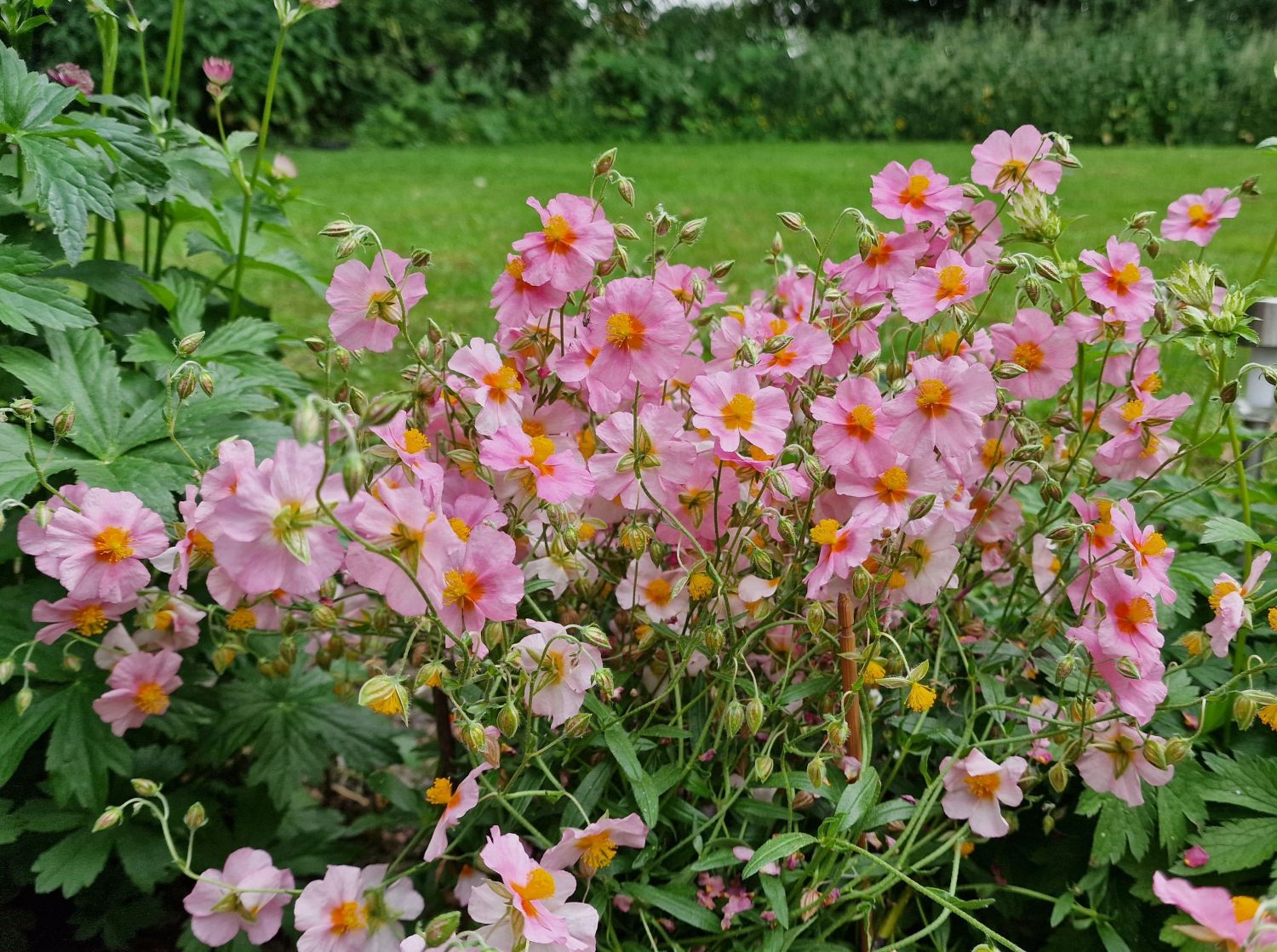 5075  Helianthemum   Lawrensons Pink  I  Svenskt namn  :Solvända  I  Krukstorlek   : 11c  I  Förväntad Höjd  :  15 cm  I  Blomningstid :  juni-juli - 3