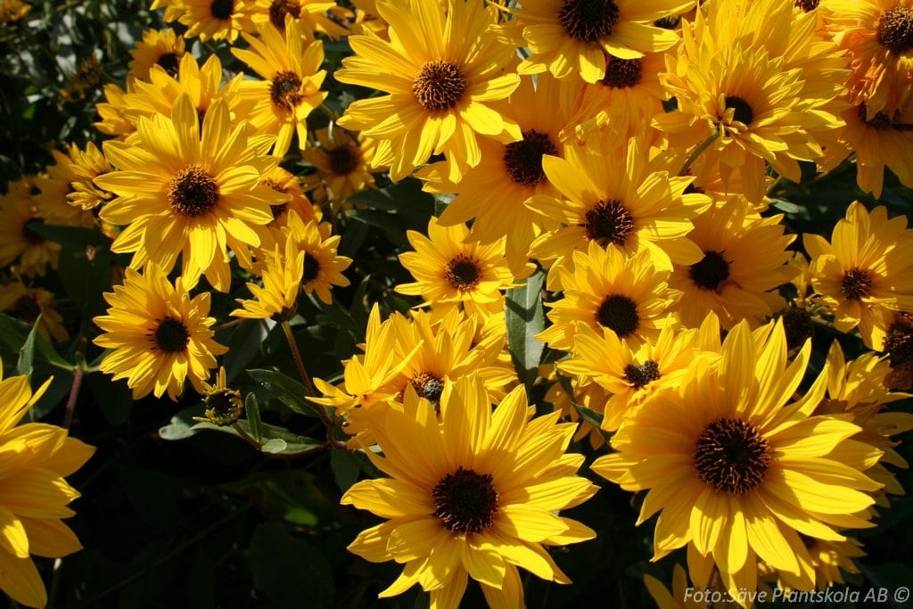 5100  Helianthus rigidus  Miss Mellish  I  Svenskt namn  :Präriesolros  I  Krukstorlek   : SQ1  I  Förväntad Höjd  :  150 cm  I  Blomningstid :  aug-sept - 2